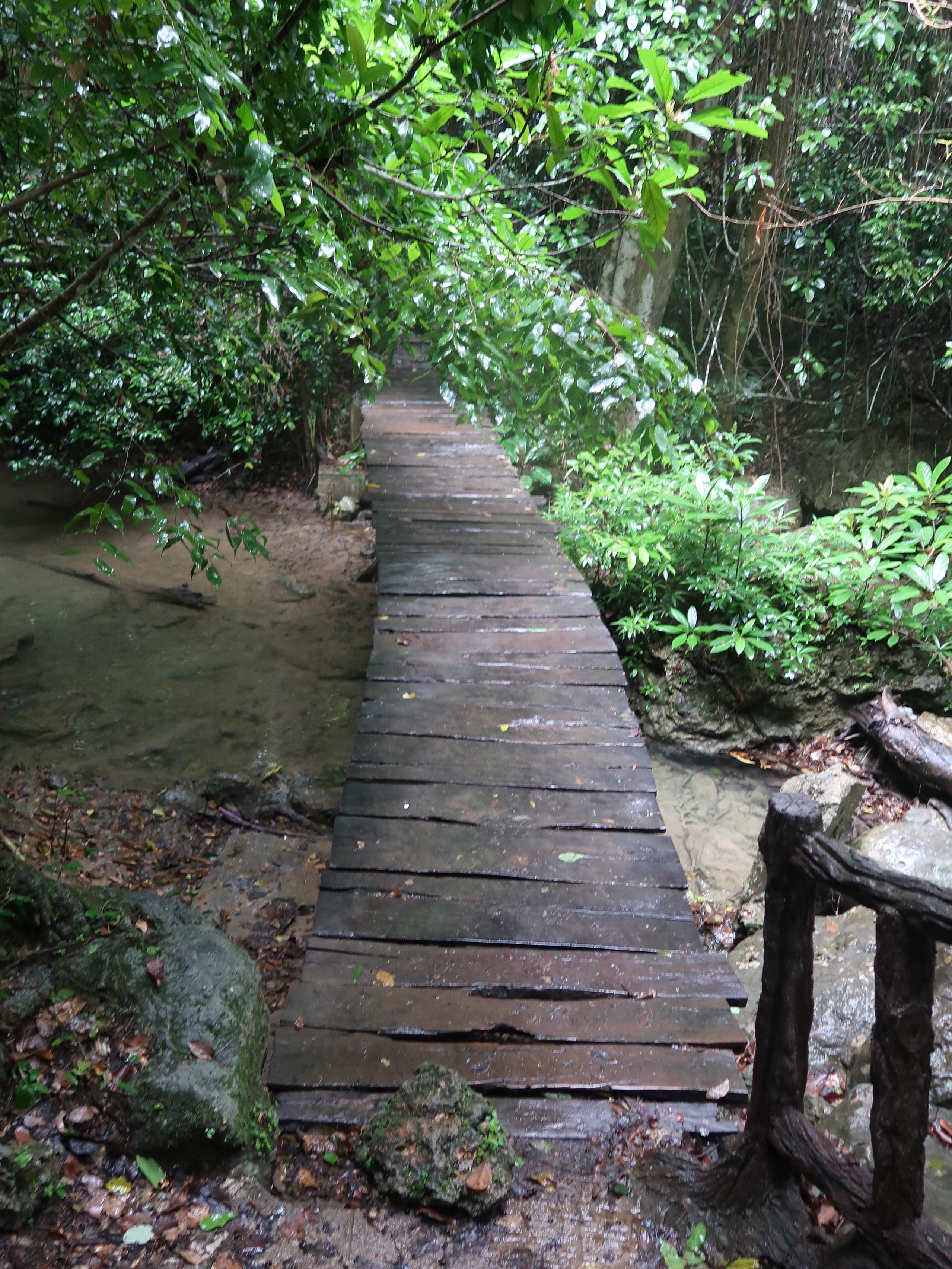 A wooden jungle path through dense green forest.