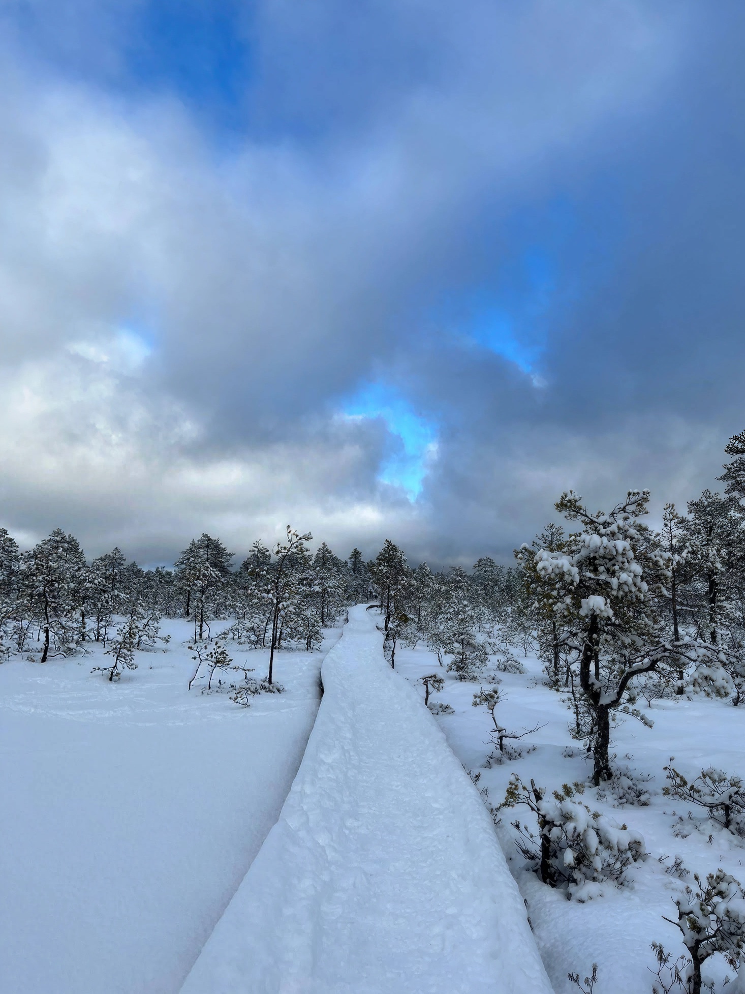 A snow-covered boardwalk through a winter forest in Estonia.